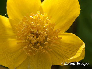 Dotterbloem,detail bloem, Zwanenwater 1 300413