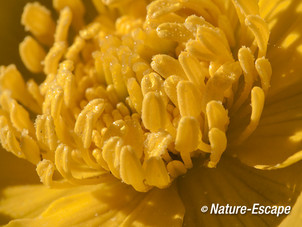 Dotterbloem,detail meeldraden en stampers, Zwanenwater 1 300413