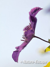 Bosrank, Clematis, 'Polish Spirit', bloem, bloei tB2 060813 