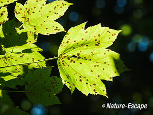 Gewone esdoorn blad met tegenlicht, Dijkgatsbos 1 140813