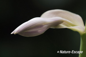 Hosta Sum and Substance, bloemknop, tB1 160713