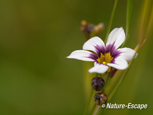 Ruslelie, Sysirinchium sp. bloem, bloei, tB1 160713
