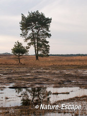 Dennen, Kalmthoutse Heide 1 180114