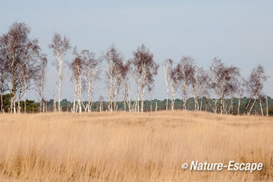 Berken, op rij, Kalmthoutse Heide 1 180114