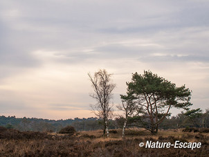 Bomen, op de Kalmthoutse Heide 4 180114