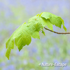 Gewone esdoorn, jong blad, Hallerbos 1v2 120414