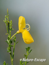 Brem, bloem, bloei, Dwingelderveld 1 300514