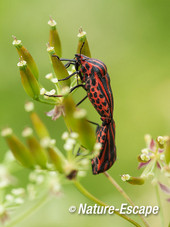 Rood-zwarte streepwants, pyjamawants, gevangeniswants, paring, Dwingelderveld 1 300514