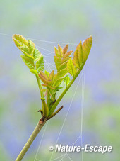Es, jong blad, met spinrag, Hallerbos 1 120414