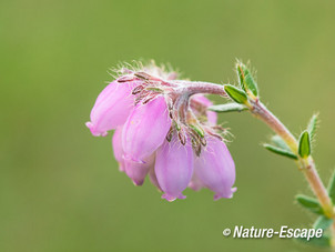 Dopheide, bloemen, bloei, Dwingelderveld 4 300514