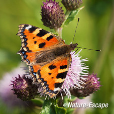 Kleine vos, op akkerdistel, Zwaansmeerpad 4 090614