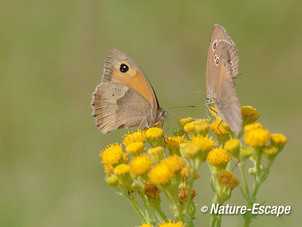 Koevinkje en bruine zandoogjes, op jacobskruiskruid, AWD4 170714