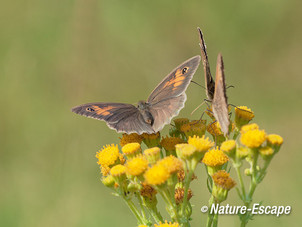 Bruine zandoogjes, op jacobskruiskruid AWD3 170714