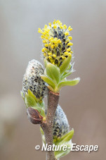 Grauwe wilg, katjes, bloemen, bloei, Zwanenwater 4 040415