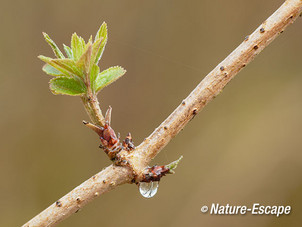 Vlier, jonge uitlopers, jong blad, Zwanenwater 1 040415