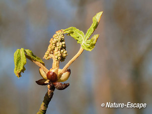 Paardenkastanje, uitlopende knoppen, bloemknoppen, Elswout 2 130415 