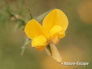 Gaspeldoorn, bloemen, bloei, Zwanenwater 1 040415