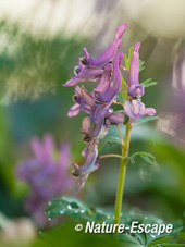 Vingerhelmbloem, voorjaarshelmbloem, bloemen, bloei, Elswout 1 130415