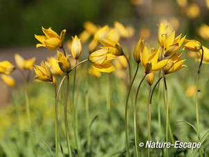 Bostulp, bloemen, bloei, de Braak, Amstelveen 6 180415