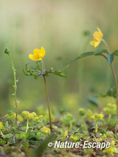 Gele anemoon, bloemen, bloei, Jac P Thijssepark, Amstelveen 1 180415