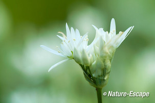 Daslook, bloemen, bloei, Jac P Thijssepark 1 020515