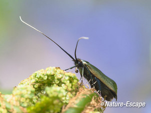 Smaragdlangsprietmot, op ontrollend varenblad, Wildrijk 1 080515