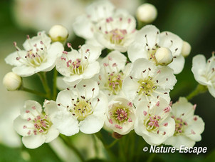 Meidoorn, bloemen, bloei, De Poel, Zuid-Beveland 1 110515
