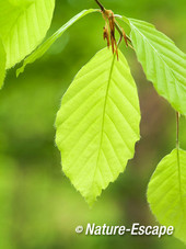Beuk, jong blad, knopschubben, Middenduin 2 170515
