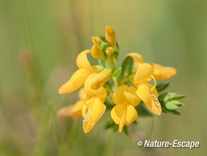 Stekelbrem, bloemen, bloei, Zwanenwater 1 240515
