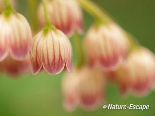 Enkianthus campanulatus, bloemen, bloei, tB3 250515