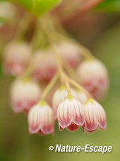 Enkianthus campanulatus, bloemen, bloei, tB5 250515