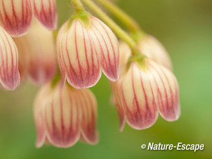 Enkianthus campanulatus, bloemen, bloei, tB2 250515