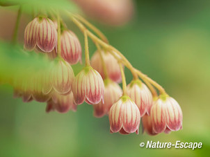 Enkianthus campanulatus, bloemen, bloei, tB1 250515