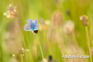 Icarusblauwtje, Zwanenwater 1 040615