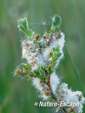 Kruipwilg, zaadpluis, jong blad, Zwanenwater 1 040615