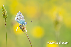 Icarusblauwtje, Zwanenwater 1 190518