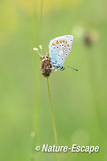 Icarusblauwtje, Zwanenwater 4 190518