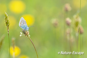 Icarusblauwtje, Zwanenwater 6  190518